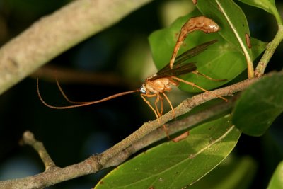 Ichneumon Wasp 041308 021r.jpg