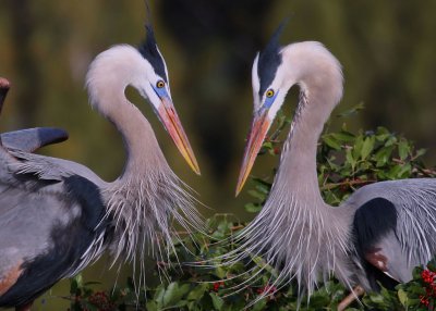 Great Blue Heron Nest Building Ritual