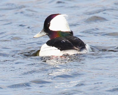 Bufflehead