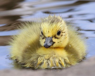 Canada Goose Chick