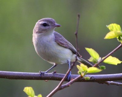 Bell's Vireo