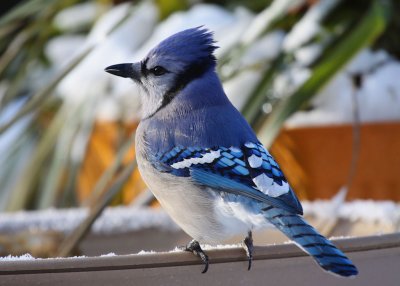Blue Jay