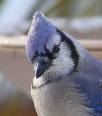 Blue Jay