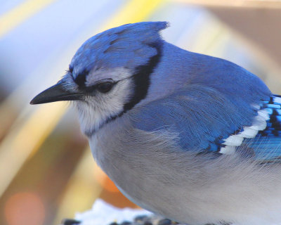 Blue Jay