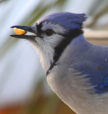Blue Jay