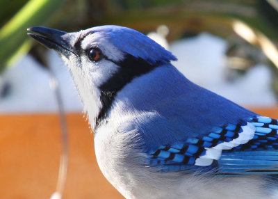 Blue Jay