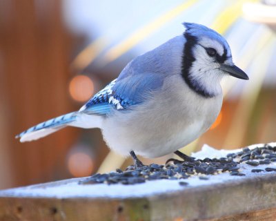 Blue Jay