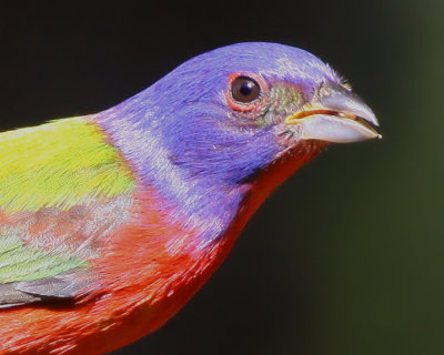 Painted Bunting