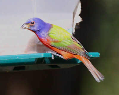 Painted Bunting