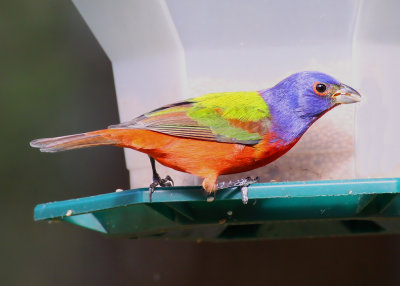 Painted Bunting