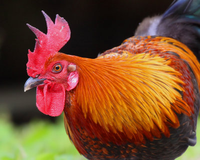 Rooster