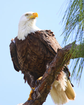 Bald Eagle
