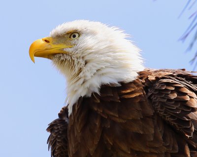 Bald Eagle
