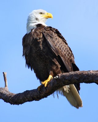 Bald Eagle
