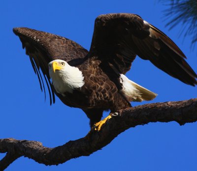 Bald Eagle