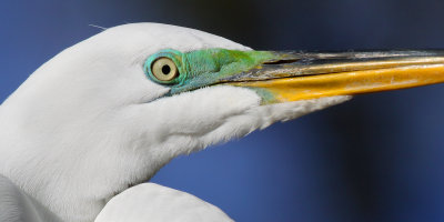 Great Egret