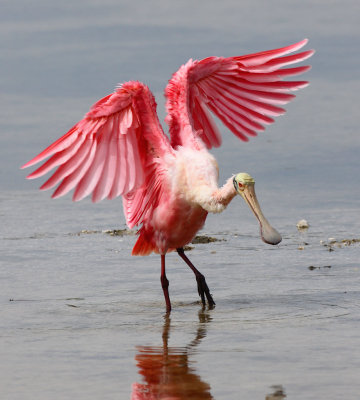 Roseate Spoonbill