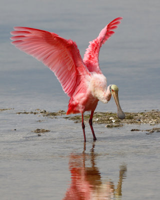 Roseate Spoonbill