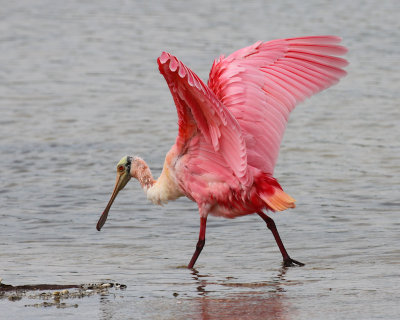 Roseate Spoonbill