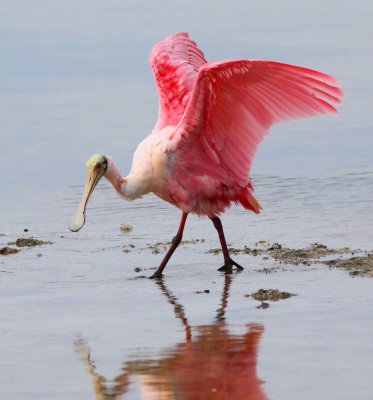 Roseate Spoonbill