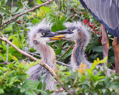 Great Blue Heron Chicks