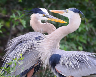 Great Blue Herons