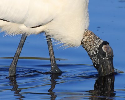 Wood Stork
