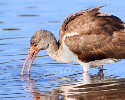 Whie Ibis (Immature)