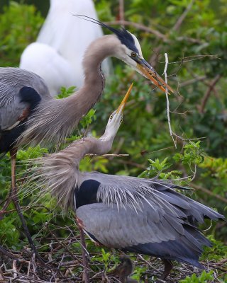 Great Blue Herons