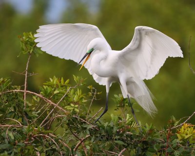 Great Egret