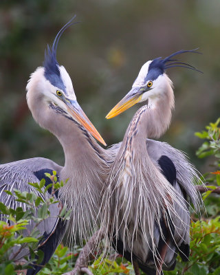 Great Blue Herons