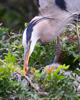 Great Blue Heron