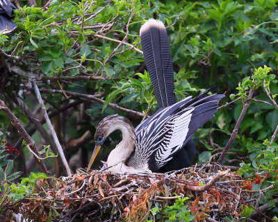 Anhinga (Female)