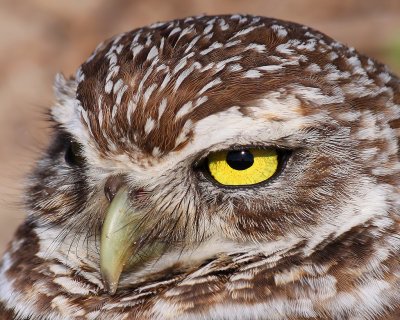 Burrowing Owl