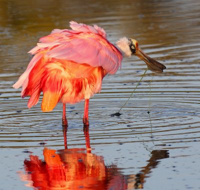 Roseate Spoonbill
