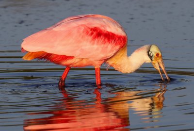 Roseate Spoonbill