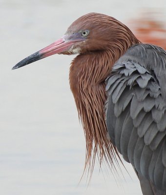 Reddish Egret