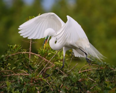 Great Egret