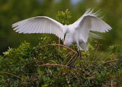 Great Egret