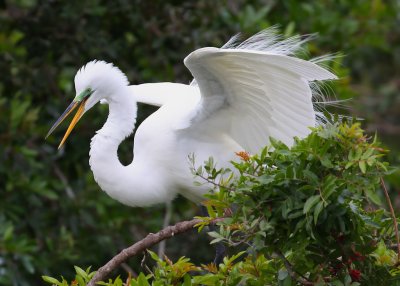 Great Egret