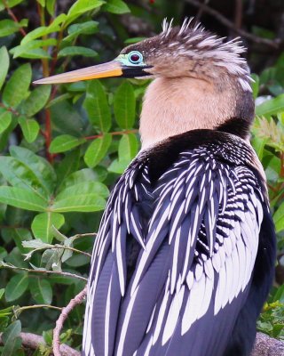 Female Anhinga