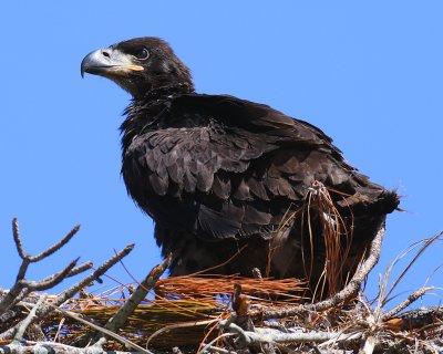 Immature Bald Eagle