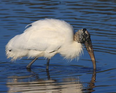 Wood Stork