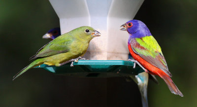 Painted Buntings (Pair)