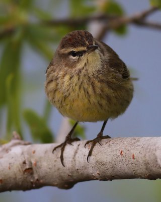 Palm Warbler