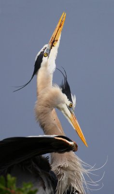 Great Blue Herons