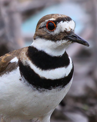 Killdeer