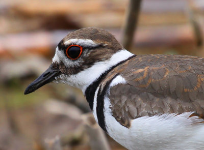 Killdeer