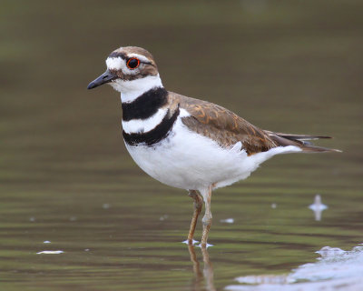 Killdeer