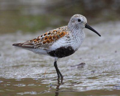 Dunlin
